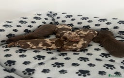 Dachshund dogs for sale: Chocolate try/dapple - Image 1