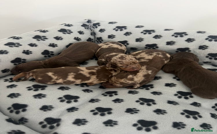 Dachshund dogs - Advert 15