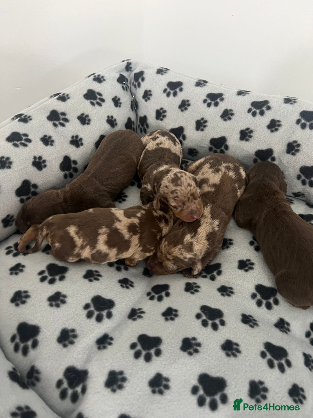 Dachshund dogs for sale: Chocolate try/dapple - Image 1