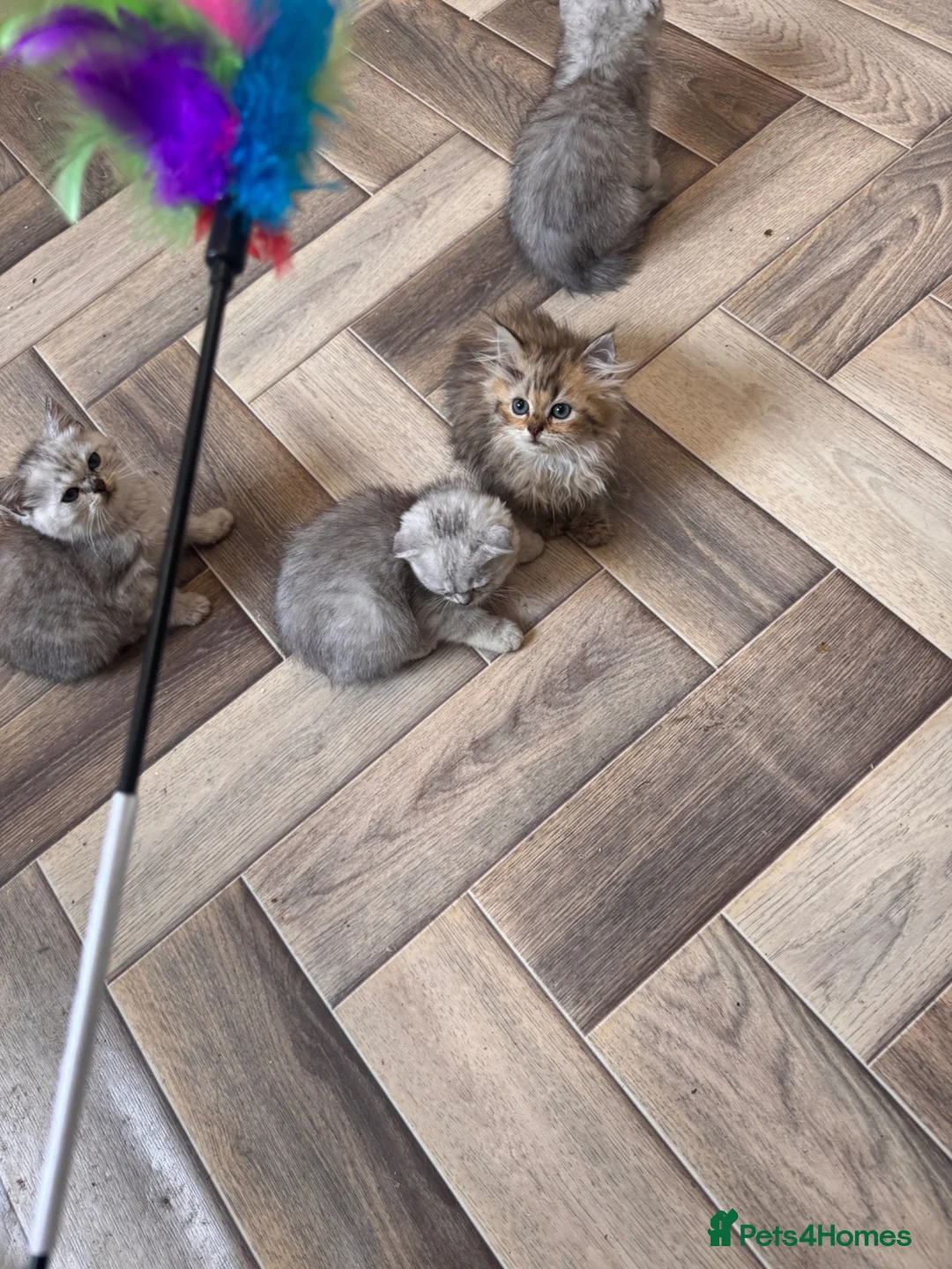 Scottish Fold cats for sale: Scotish x kittens 🐈‍⬛  - Advert 1