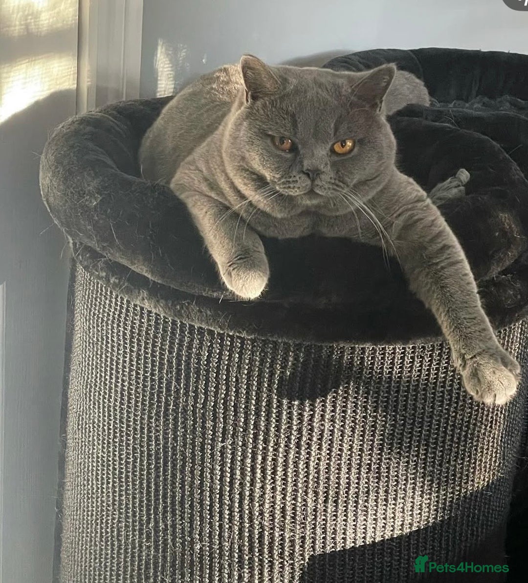 British Shorthair cats for stud: Champion Blue Boy, Kotoffski Lines FOR STUD - Advert 13