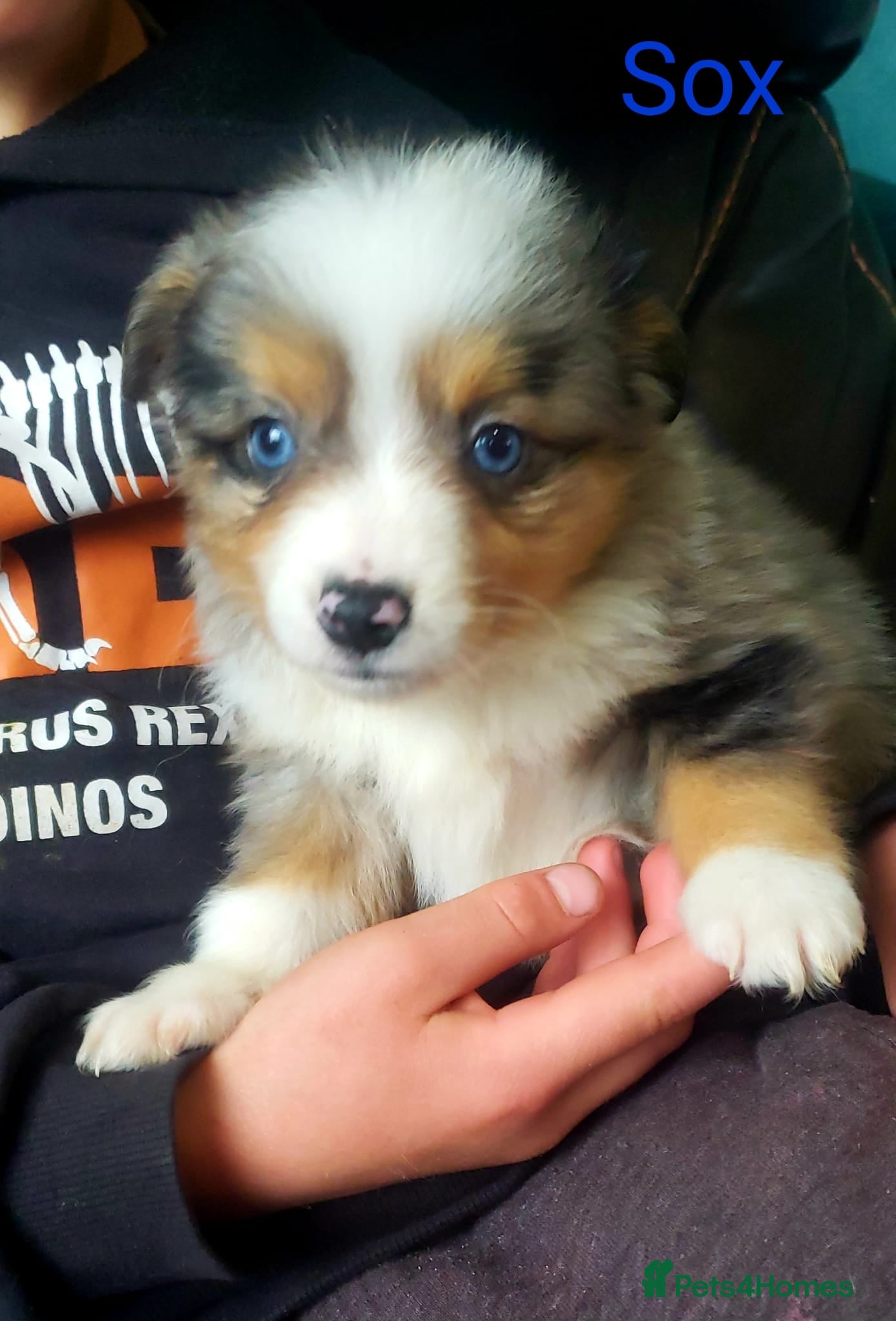 Miniature American Shepherd dogs Miniature/Toy Australian Shepherd Pups Available - Advert 2