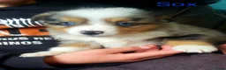 Miniature American Shepherd dogs for sale: Miniature/Toy Australian Shepherd Pups Available - Advert 1