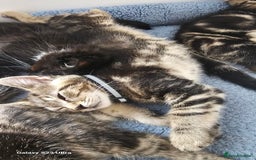 Mixed Breed cats for sale: Few lovely kittens ready for new lovely homes ! - Image 14
