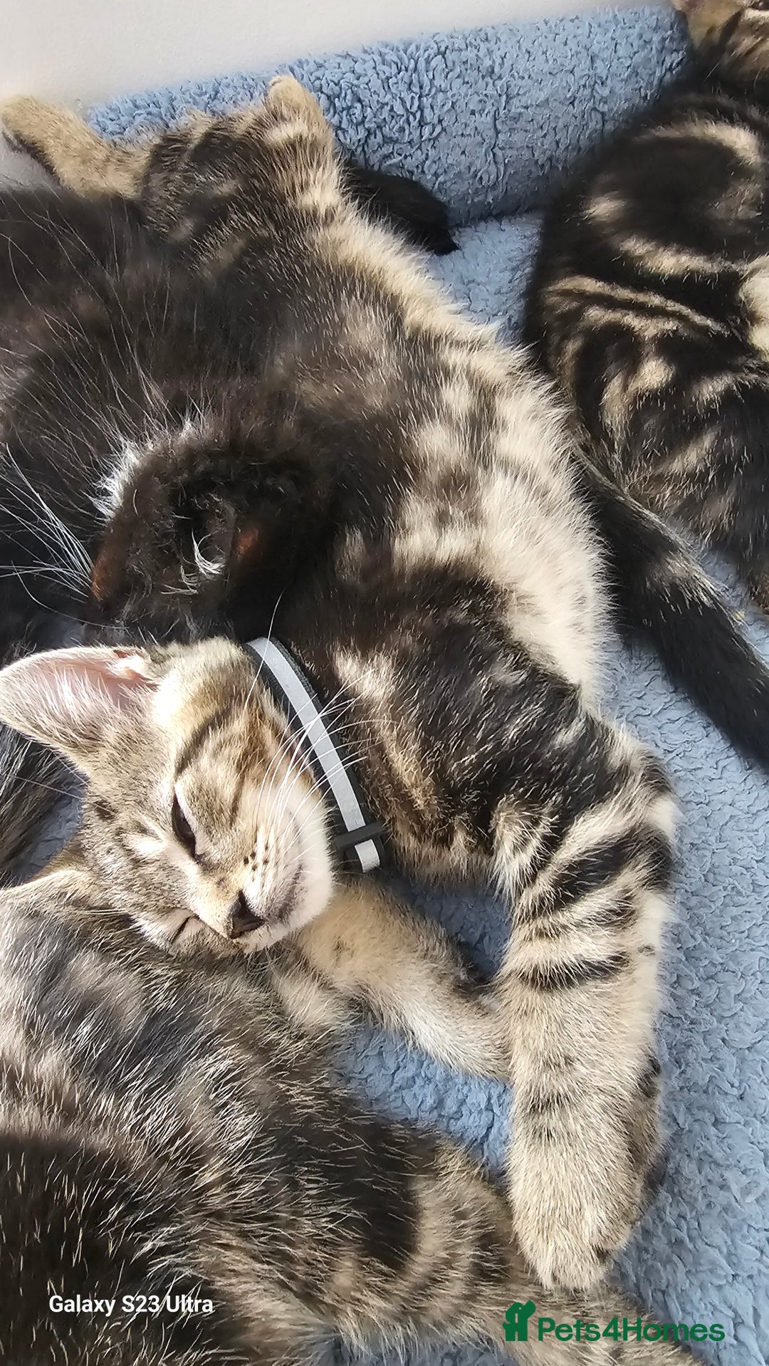 Mixed Breed cats for sale: Few lovely kittens ready for new lovely homes ! - Image 14