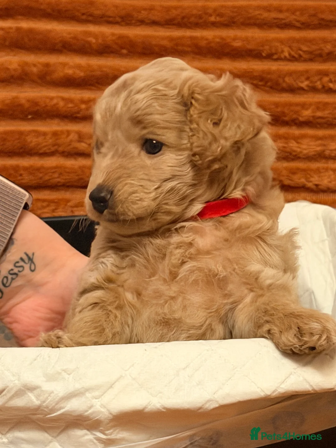 Cockapoo dogs for sale: Five Cockapoo all female  - Advert 6