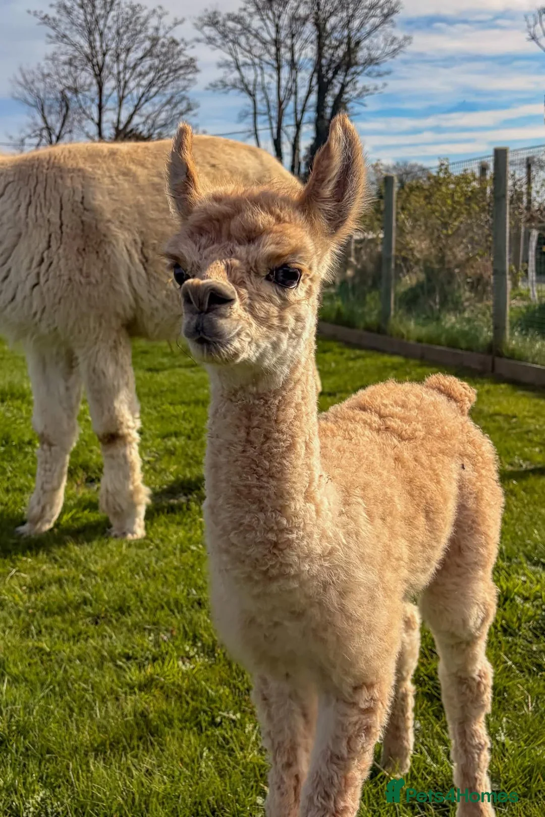 Alpaca livestock for sale: 7 month old intact male alpaca for sale  in Abergele - Advert 2
