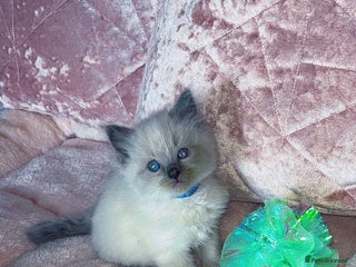 Ragdoll cats - Advert 5