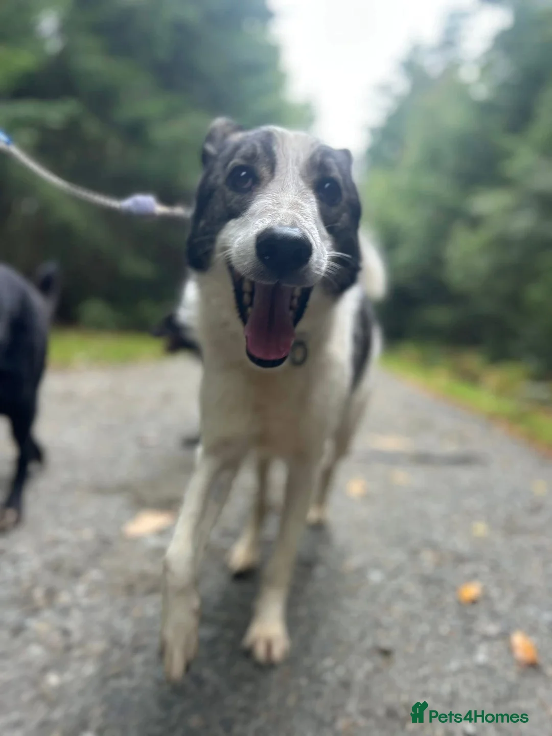 Mixed Breed dogs for adoption: Matteo - Norwich Norfolk  - Advert 2