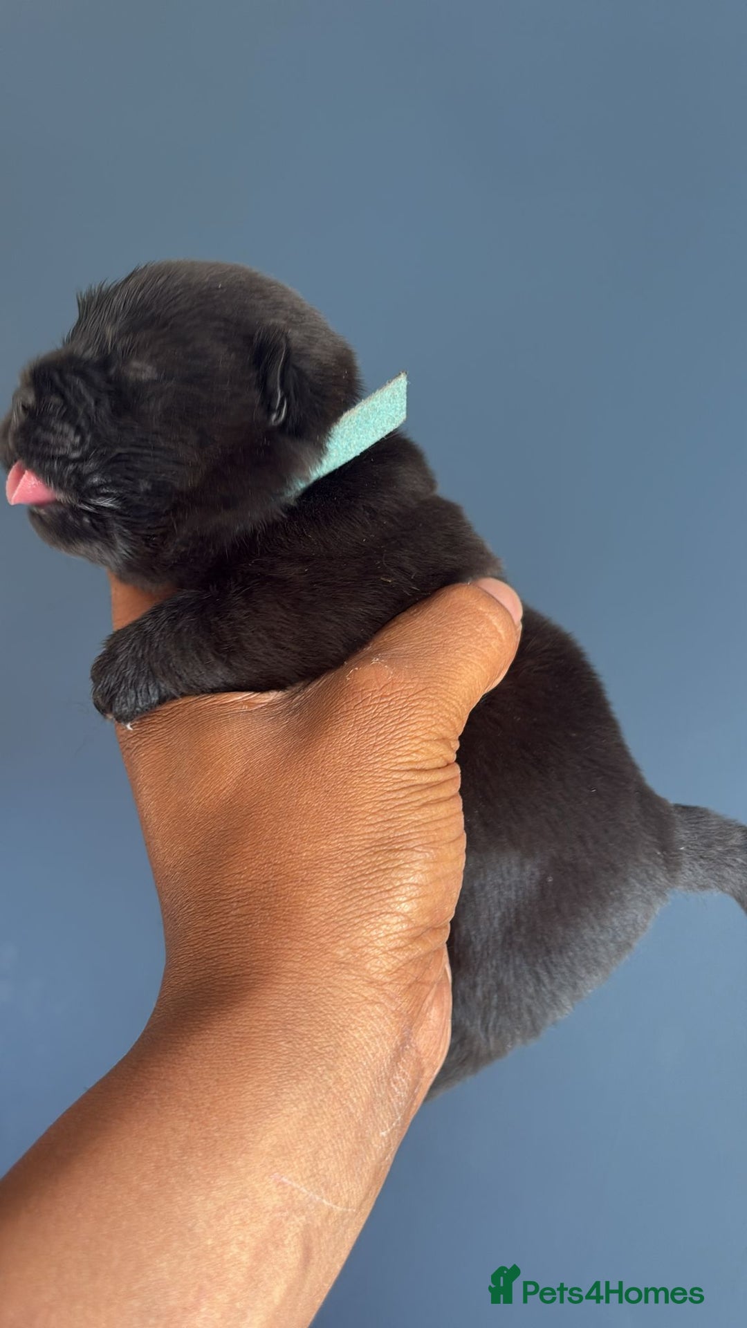 Chow Chow dogs for sale: Beautiful Chow Chow puppies  - Image 28