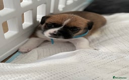 Mixed Breed dogs for sale: Beautiful puppies  - Image 1