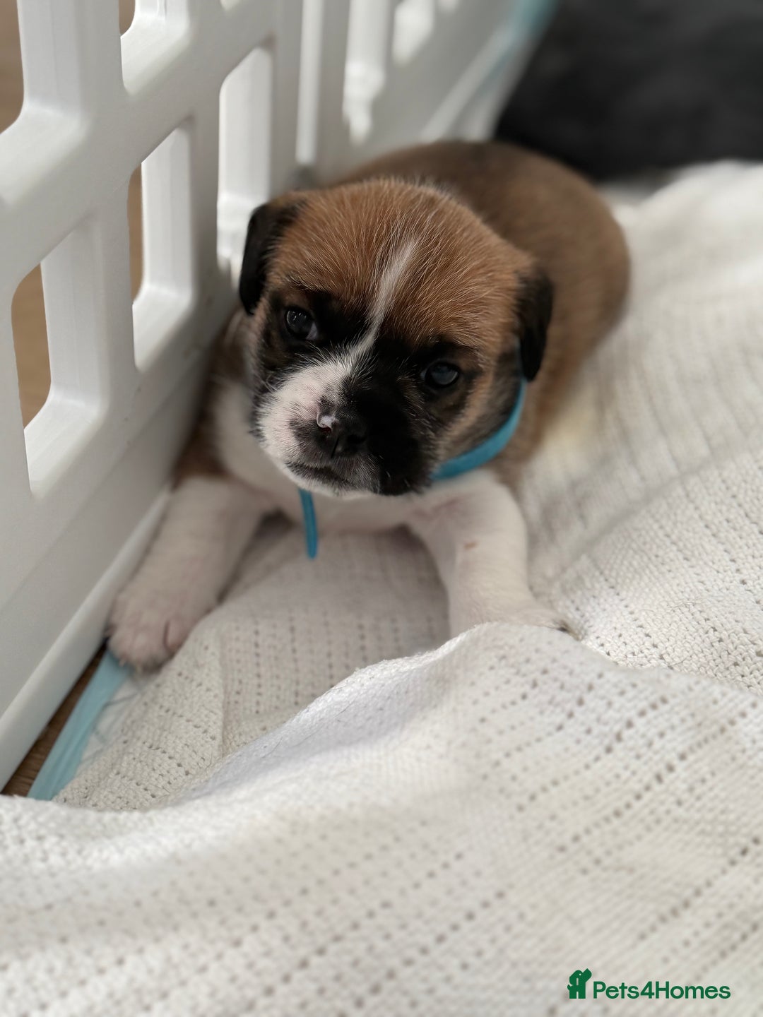 Mixed Breed dogs for sale: Beautiful puppies  - Image 1