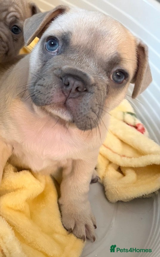 French Bulldog dogs Quality French Bulldog Puppies – Boys & Girls - Advert 8