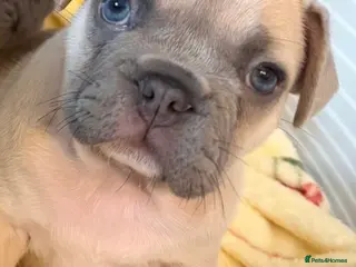 French Bulldog dogs Quality French Bulldog Puppies – Boys & Girls - Advert 8