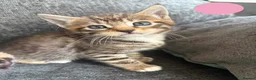 Bengal cats for sale: Beautiful Bengal Cross Kittens - Advert 8