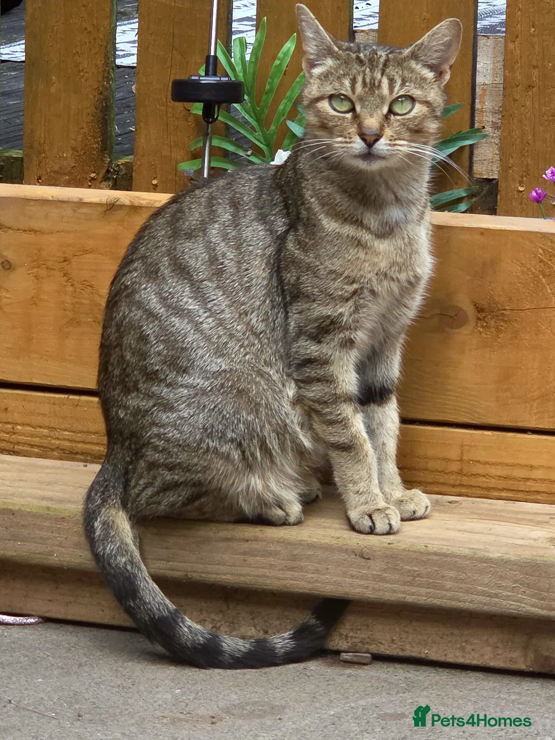 Mixed Breed cats for sale: BEAUTIFUL KITTENS in Glasgow - Advert 13