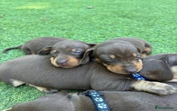 Miniature Dachshund dogs for sale: miniature dachshund puppies - Image 1