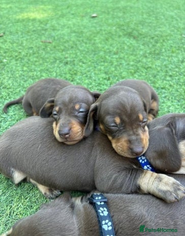 Miniature Dachshund dogs - Advert 1
