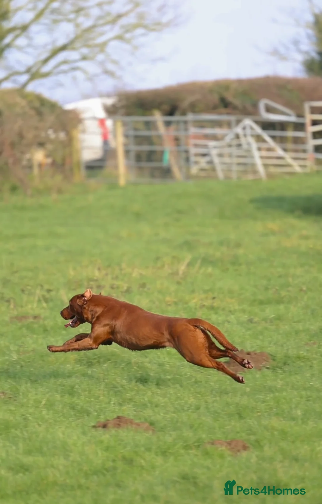 Labrador Retriever dogs for stud: AGLABS ICON - HEALTH TESTED DARKEST FOX RED in Grantham - Advert 34