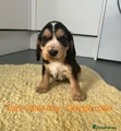 Cocker Spaniel Puppy 5