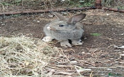 Mixed Breed rabbits for sale: Beautiful baby rabbits, ready for new home. - Image 4