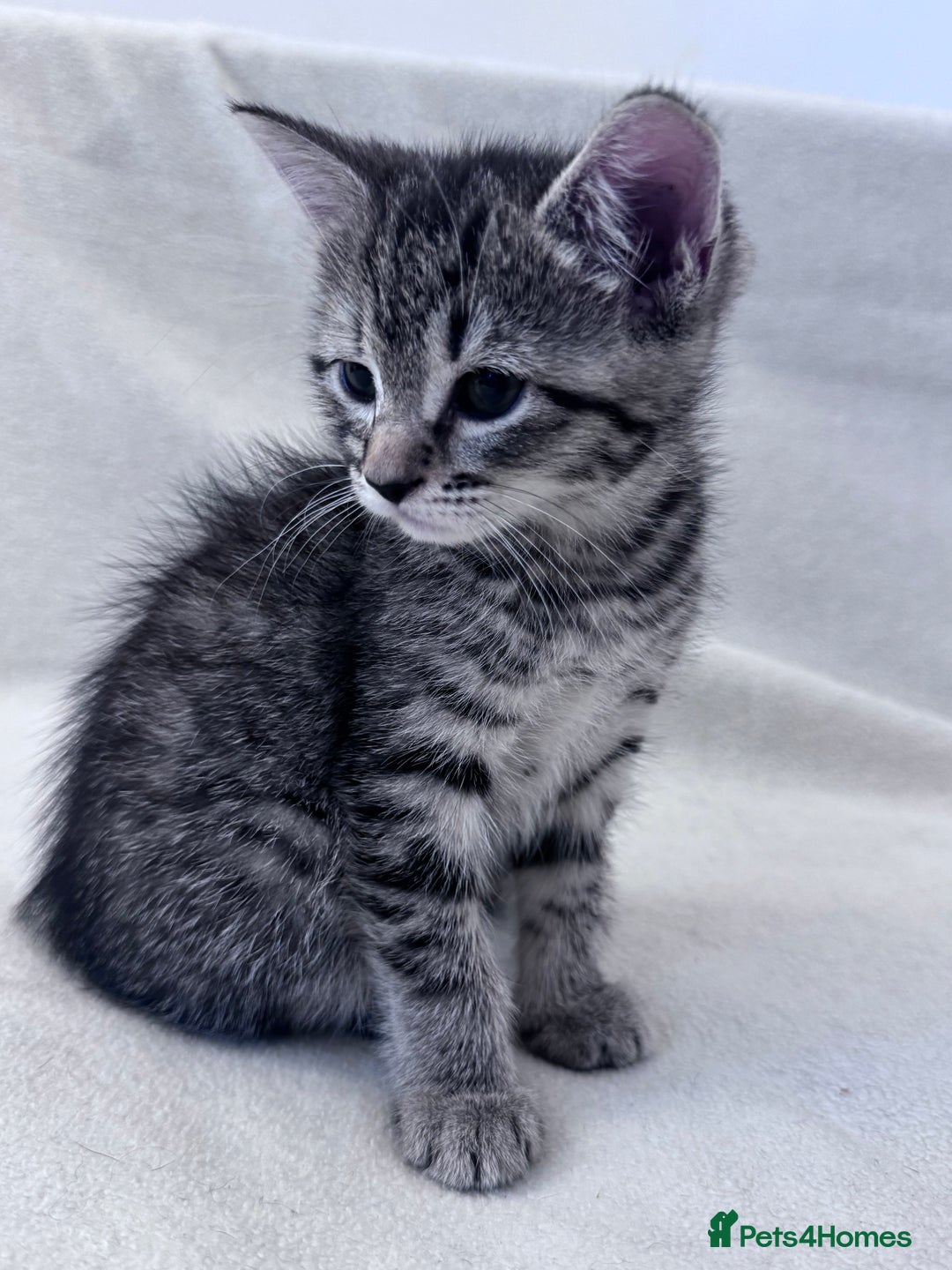 Mixed Breed cats for sale: Cute kittens looking for nice home  - Image 10