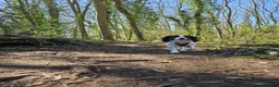 English Springer Spaniel dogs for adoption: Dottie - Advert 11