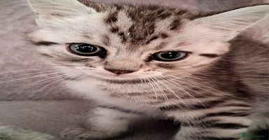 British Shorthair cats - Advert 9