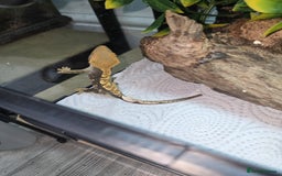 Gecko reptiles for sale: BABY CRESTED GEKOS  - Image 2