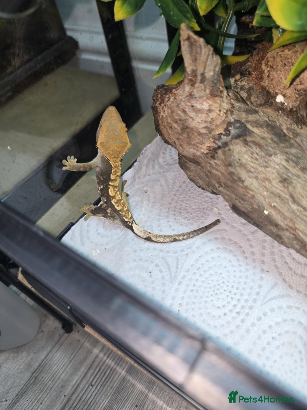Gecko reptiles for sale: BABY CRESTED GEKOS  - Image 2