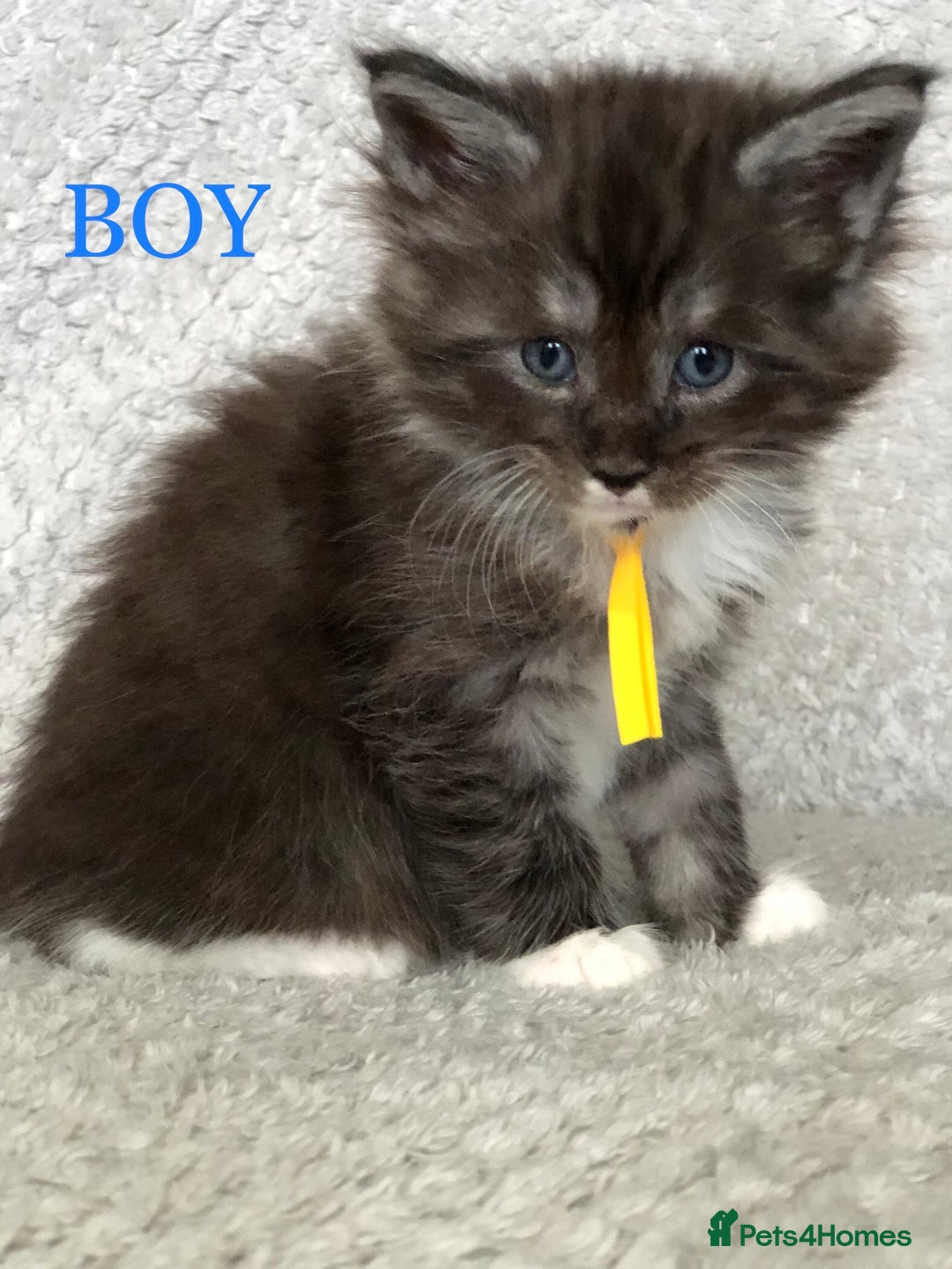 Maine Coon cats for sale: MaineCoon Kittens For Sale Black Smoke - Image 30
