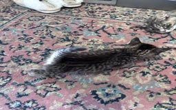 Norwegian Forest Cat cats for sale: Norwegian forest x Bengal kittens  - Image 5