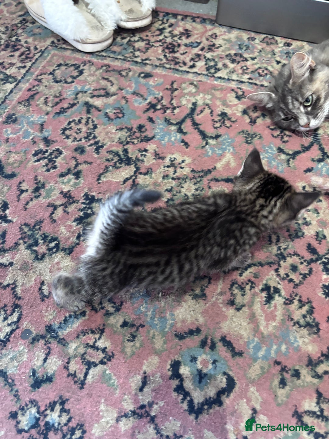 Norwegian Forest Cat cats for sale: Norwegian forest x Bengal kittens  - Image 5