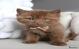 British Shorthair cats for sale: ❤️ Beautiful British Shorthair ❤️ - Image 22
