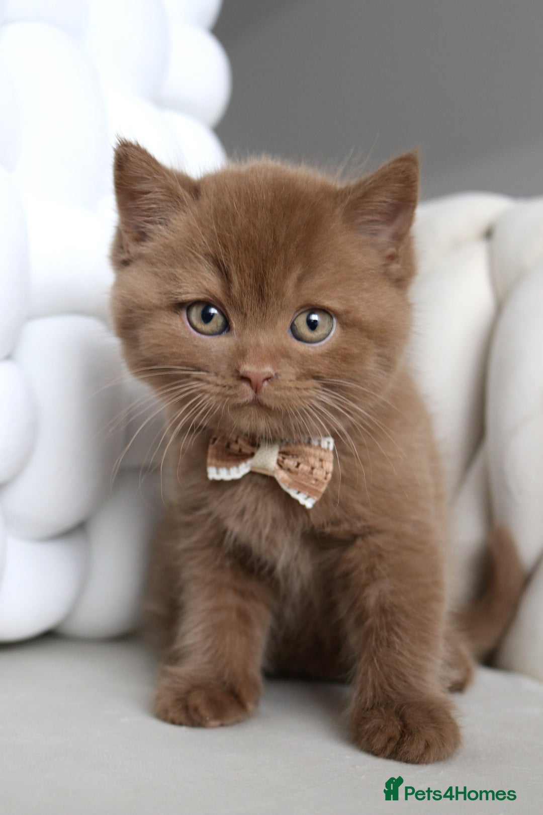 British Shorthair cats for sale: ❤️ Beautiful British Shorthair ❤️ - Image 22