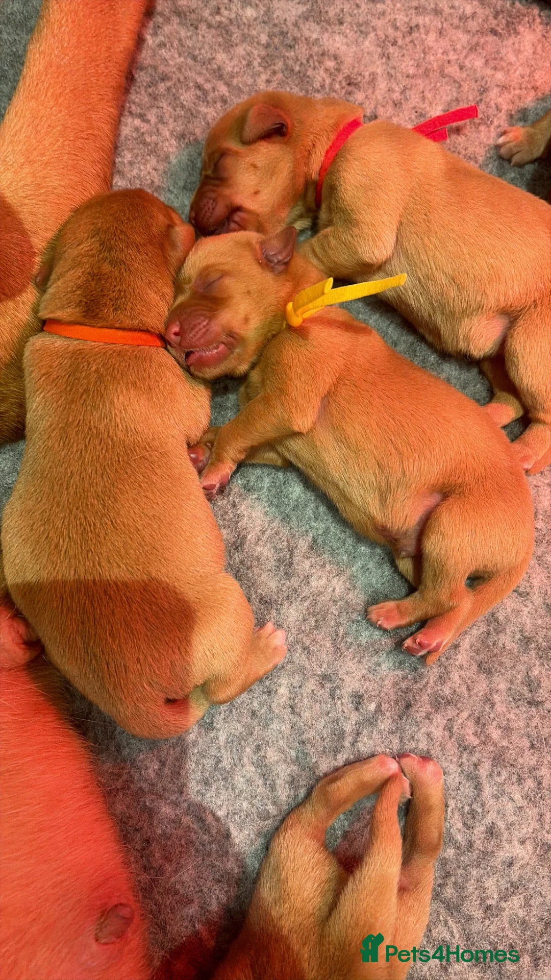Labrador Retriever dogs for sale: Fox red Labrador puppies  in Thetford - Advert 2