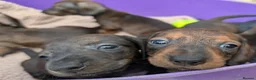 Miniature Dachshund dogs for sale: Miniature Dachshund  - Advert 9