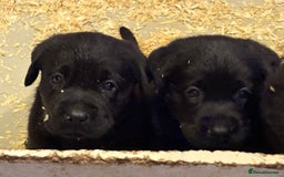 Labrador Retriever dogs for sale: CHUNKY BIG BONED SHOW LABRADOR PUPPYS - Image 1