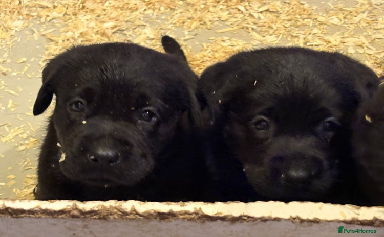 Labrador Retriever dogs - Advert 2