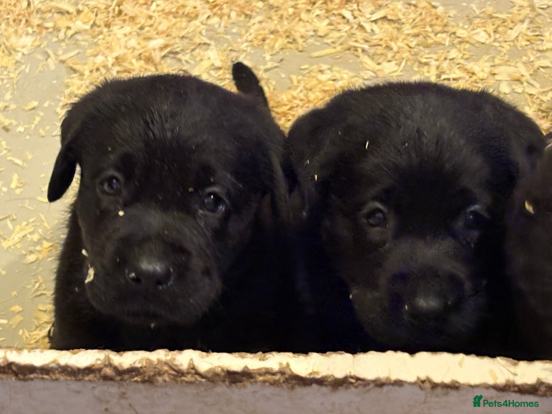 Labrador Retriever dogs for sale: CHUNKY BIG BONED SHOW LABRADOR PUPPYS - Image 1