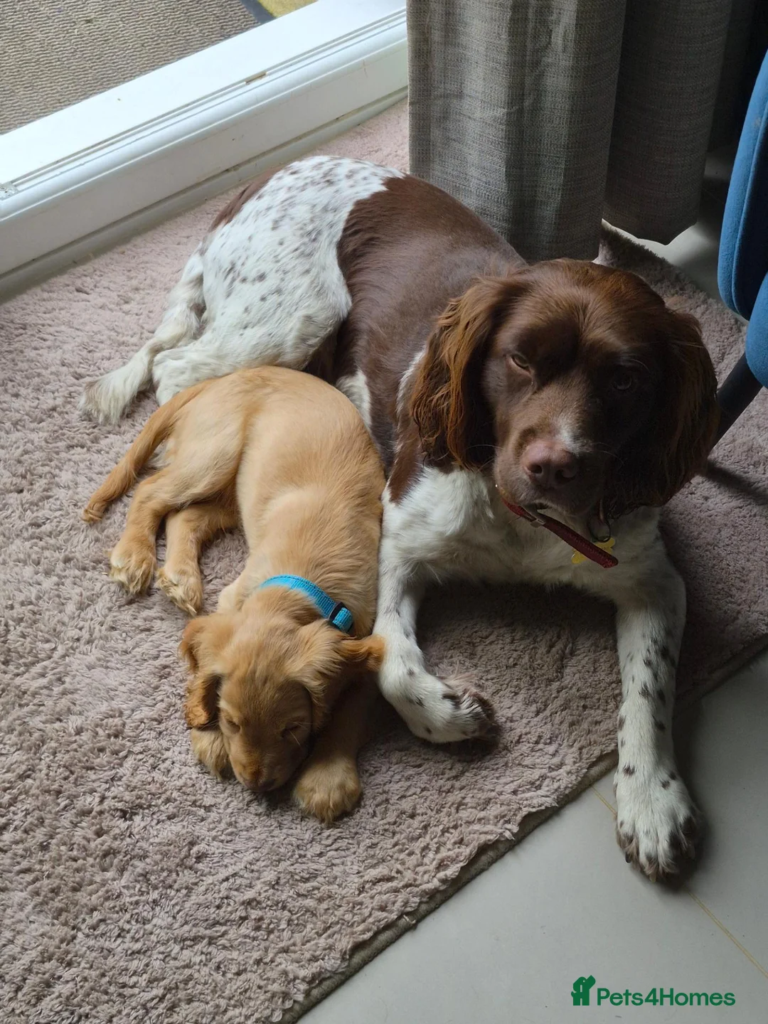 English Springer Spaniel dogs for stud: Springer for stud - Advert 2
