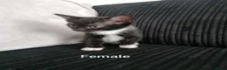 Mixed Breed cats for sale: Beautiful Kittens for sale  - Advert 5