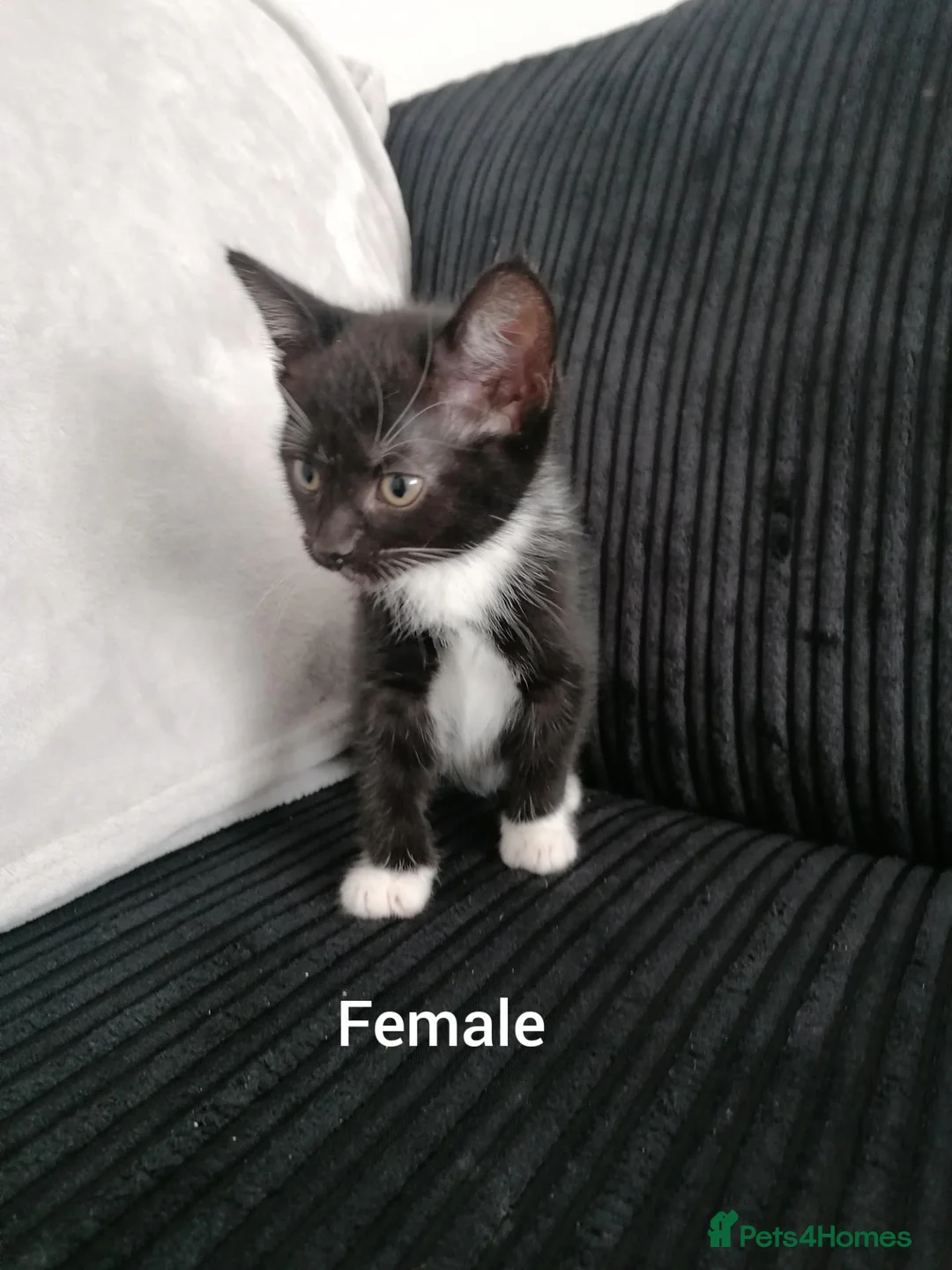 Mixed Breed cats for sale: Beautiful Kittens for sale  - Advert 5
