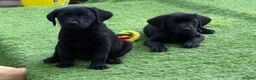 Labrador Retriever dogs for sale: Gorgeous Back & Yellow Pedigree Labradors  - Advert 3