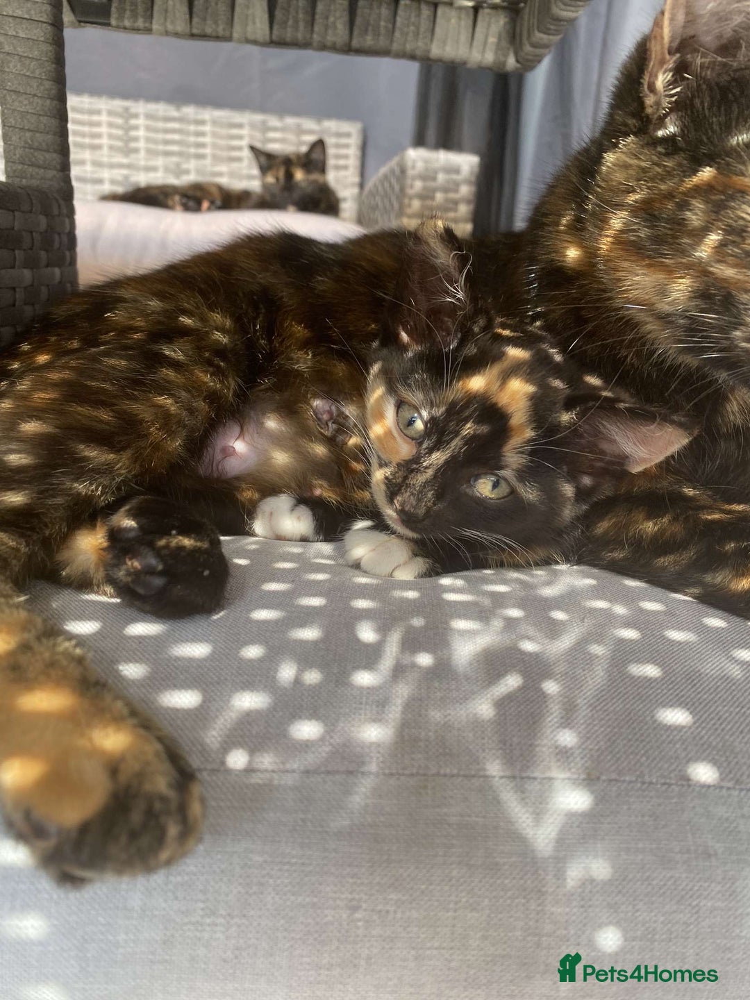 British Shorthair cats for sale: Gorgeous British shorthair kittens  - Image 10