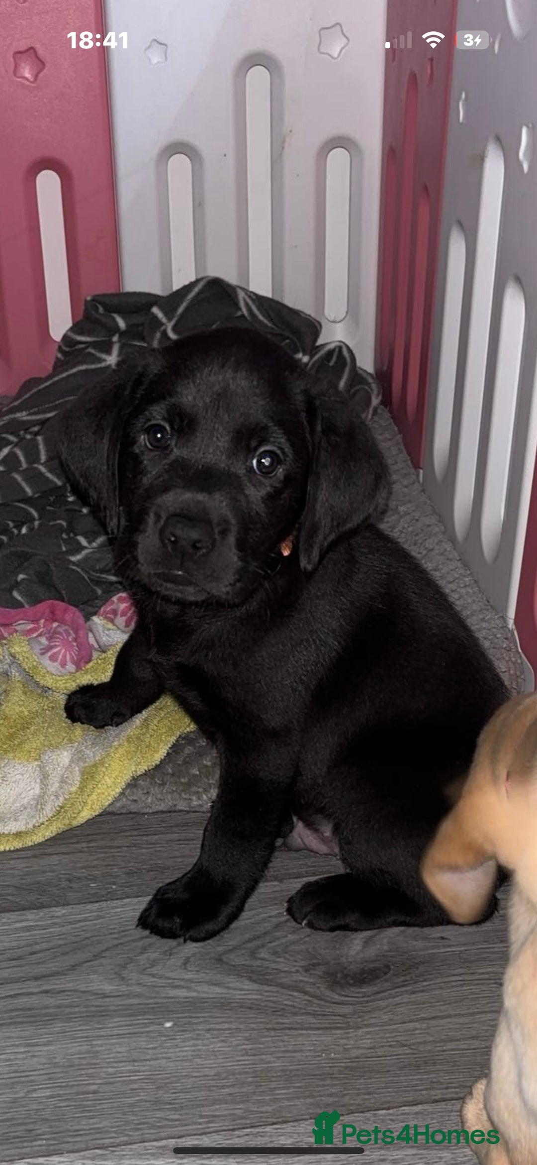 Labrador Retriever dogs for sale: 1 beautiful kc lab - Advert 3