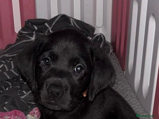Labrador Retriever dogs ‼️1 beautiful black lab pup (price reduced) - Advert 13