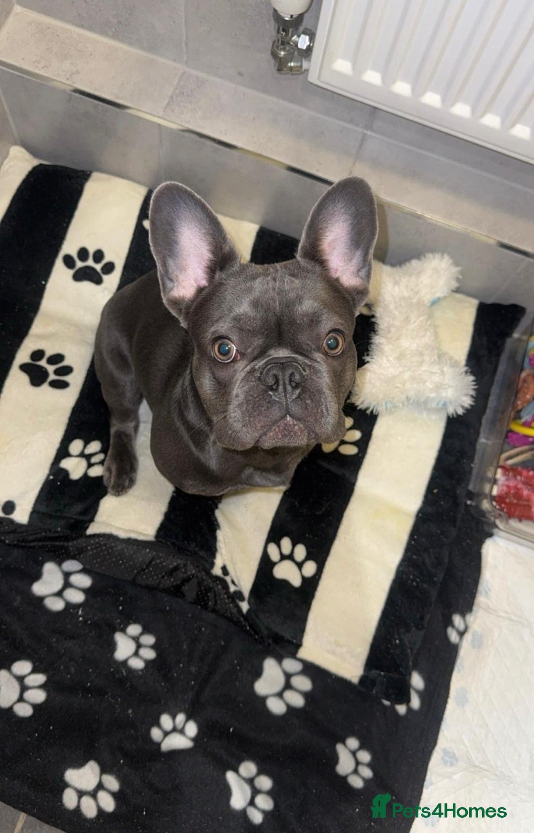 French Bulldog dogs for sale: 9 months old frenchie for sale  - Advert 3