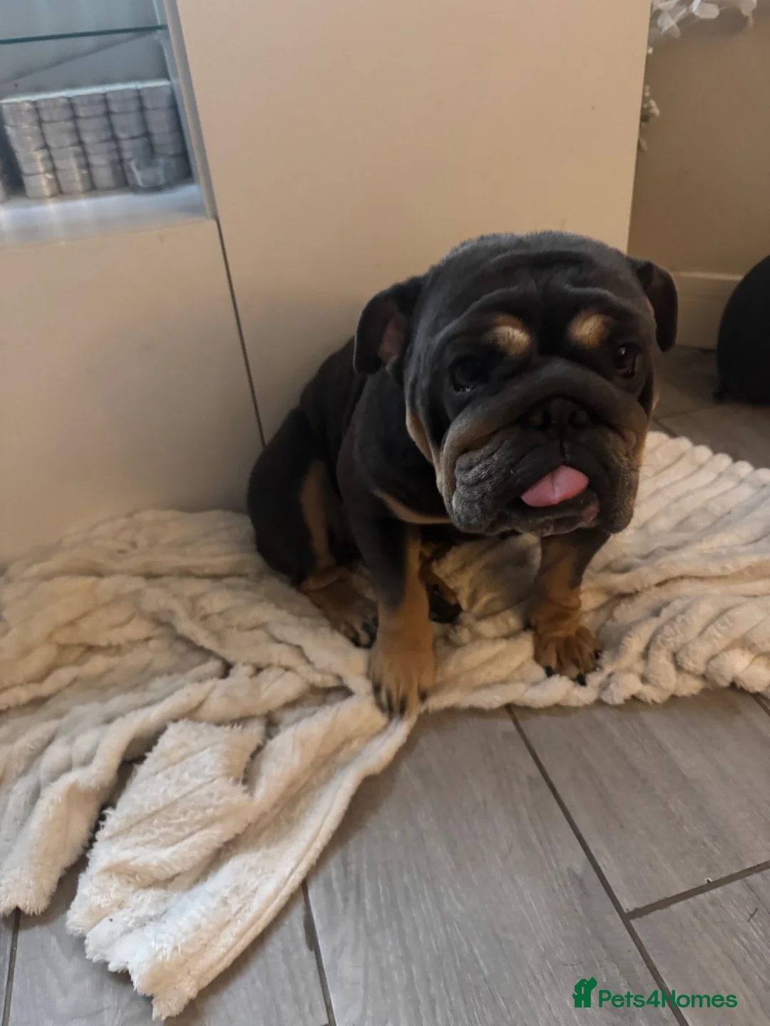 English Bulldog dogs for sale: Darla  - Advert 2