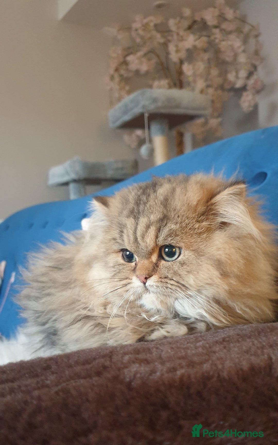 Persian cats for sale: 💖Beautiful Pedigree Chinchilla Persian Kittens. - Advert 3